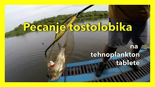 Pecanje tostolobika na tehnoplankton tablete, vezivanje sistema.