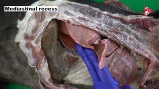 Anatomy of the thorax dog (respiratory system) part 2