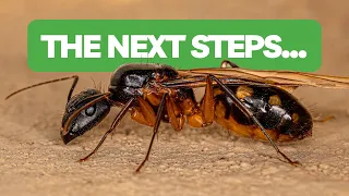 What To Do After Catching Your First Queen Ant! | BRUMA Ants