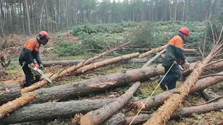 Валка леса /// 160 куб за 2 дня /// 🌲🌲🌲