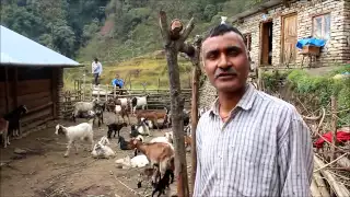 Nepali Youth in Goat Farming Part 1