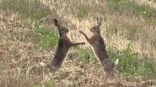 boxing hares in slow motion - boxende Hasen (Leporidae)