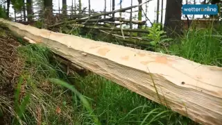 wetteronline.de: Blitz lässt Baum explodieren (17.6.2015)
