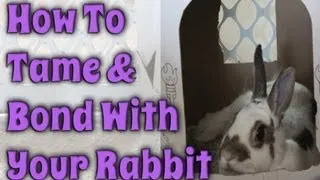 BudgetBunny: How To Tame & Bond With Your Rabbit