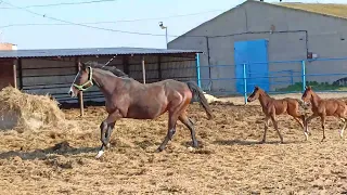 двойня чистокровная верховая