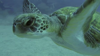 Diving Tenerife 2016 - Blue Bottom Diving