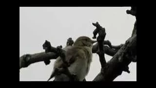 Chiffchaff singing