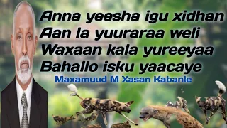 kabanle | maxamuud m xasan kabanle anna yeesha igu xiran aan | maxamed  yare | alla maad u yeedhaan