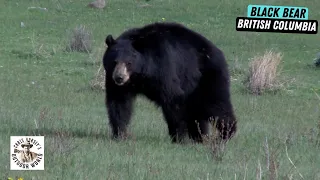 Two Thrilling Hunts for Black Bear in British Columbia