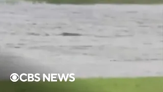 Man films possible shark in floodwaters after Hurricane Ian