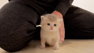 A cute kitten who comes to get praise from his owner when he walks well.