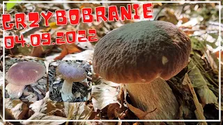 Cudowne, wrześniowe prawdziwki - grzybobranie w Trójmiejskim Parku Krajobrazowy //  04.09.2022