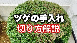 【ツゲの剪定】ツゲの刈り込みを分かりやすく解説