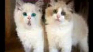 Rossini's "Cats Duet" (animation)