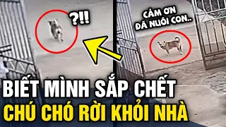 Xót xa chú chó 'LƯU LUYẾN' trước khi 'BƯỚC KHỎI CỔNG' vì biết mình sắp 'QUA ĐỜI' | Tin 3 Phút