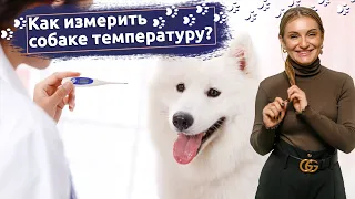 Советы ветеринара: Как измерить температуру собаке?