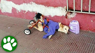 Paralyzed Dog Abandoned With a Bag of Diapers And a Note