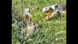 Bowhunting Rabbits IMPACT shots CATCH N COOK primitive style