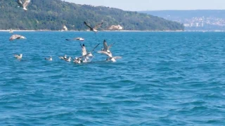 Dolphins in Black sea