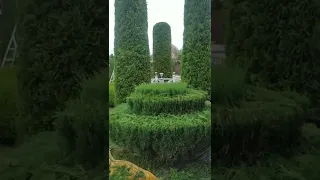 Стрижка ✂️✂️ ялівця🌳 цікаві форми.🤩🤩