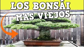 Los 7 Arboles Bonsáis Mas viejos del mundo