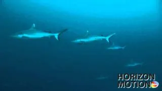 FULL HD 1080P 馬爾地夫 Maldives 鯊魚 海底攝影 aq0002824