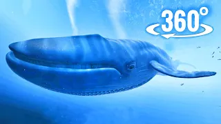 360° VR Video | Blue Whale Watching and Jellyfish 4K