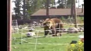 Электроизгородь для медведей