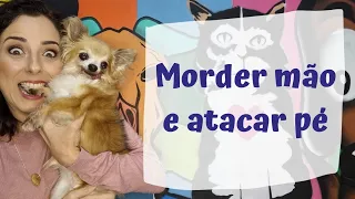 3 passos p seu cachorro e gato parar de morder e arranhar suas mãos e pés