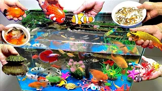 Colorful Cute Aquarium Fish, Swordfish, Goldfish, Guppies, Betta,Turtle,Crab,Squid,Carp (Shark)