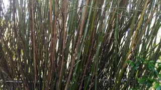 Бамбуковые заросли в центре города.