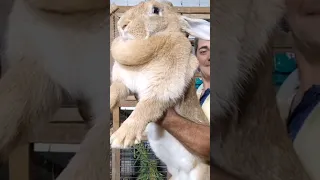 Los CONEJOS más GRANDES del mundo. 🐇🐰