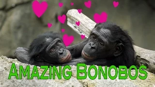 Bonobo Apes: the Sexy Primates