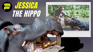 Whatever Happened To 'Jessica The Hippo'