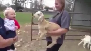 Баран смеется как ребенок // sheep laughs like a child