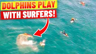 Dolphins FLIP OUT OF THE WATER in front of surfers! (At Bondi Beach)