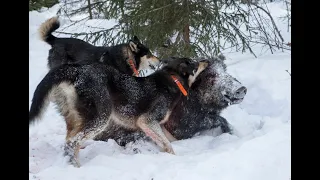 Охота на кабана с лайками (Wild boar hunting with dogs).
