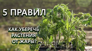 Как защитить растения от жары в знойное лето?