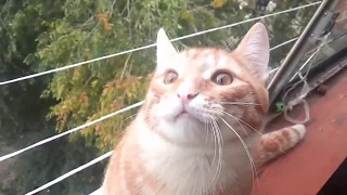 Funny Broken Cats 2015