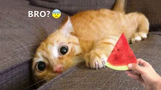Funniest Animals - Best Of The 2021 Funny Animal Videos #93
