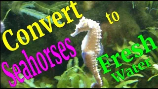 Converting Seahorses to Freshwater