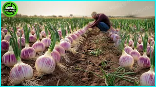 The Most Modern Agriculture Machines That Are At Another Level , How To Harvest Onions In Farm ▶10