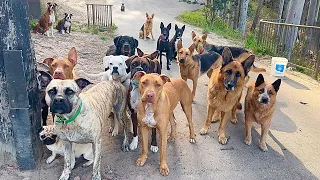 Delicious salmon treat for lots of Adopted Rescue Dogs