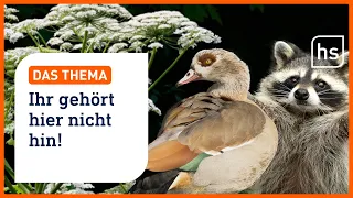 Immer mehr invasive Arten gefährden uns und unsere Umwelt | DAS THEMA hessenschau