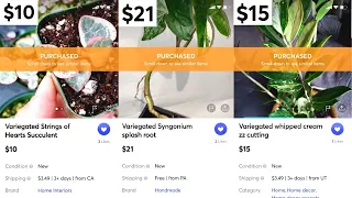 Save Money | Find Houseplants on Mercari Cheap 💸