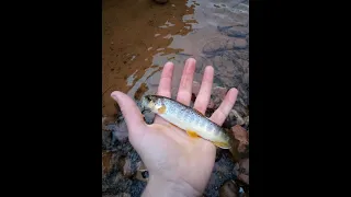 Fishing Moab Utah!!! (Cutthroats)  Epic stream fishing!