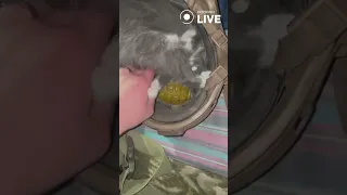 🐈🐈🐈Украл гранату