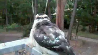 Kookaburras in slow motion flight.avi