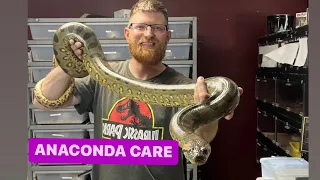 Green Anaconda  - Basic Care  and Knowledge for YOUR  NEW SNAKE