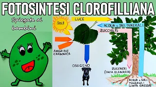 🌳🌿 La FOTOSINTESI CLOROFILLIANA spiegata ai bambini (esperimento e schema interattivo)